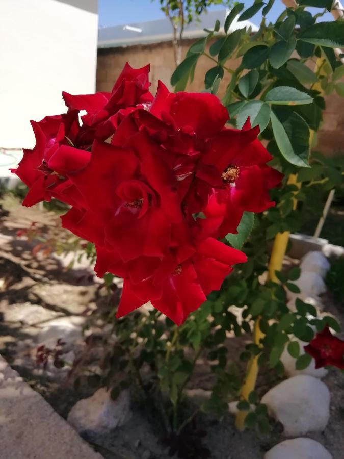 פדרנאלס Hotel B&B Italia Caribe מראה חיצוני תמונה